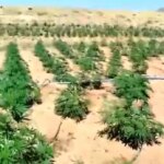 bingolde 23 bin kok kenevir ele gecirildi UAFnvqV3