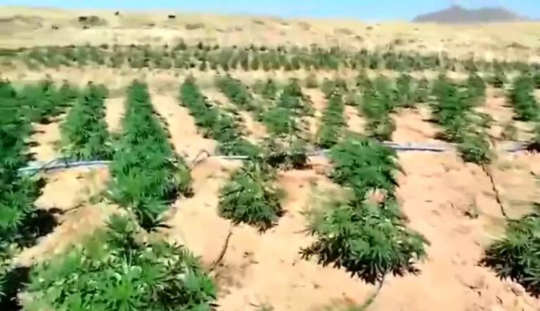 bingolde 23 bin kok kenevir ele gecirildi UAFnvqV3