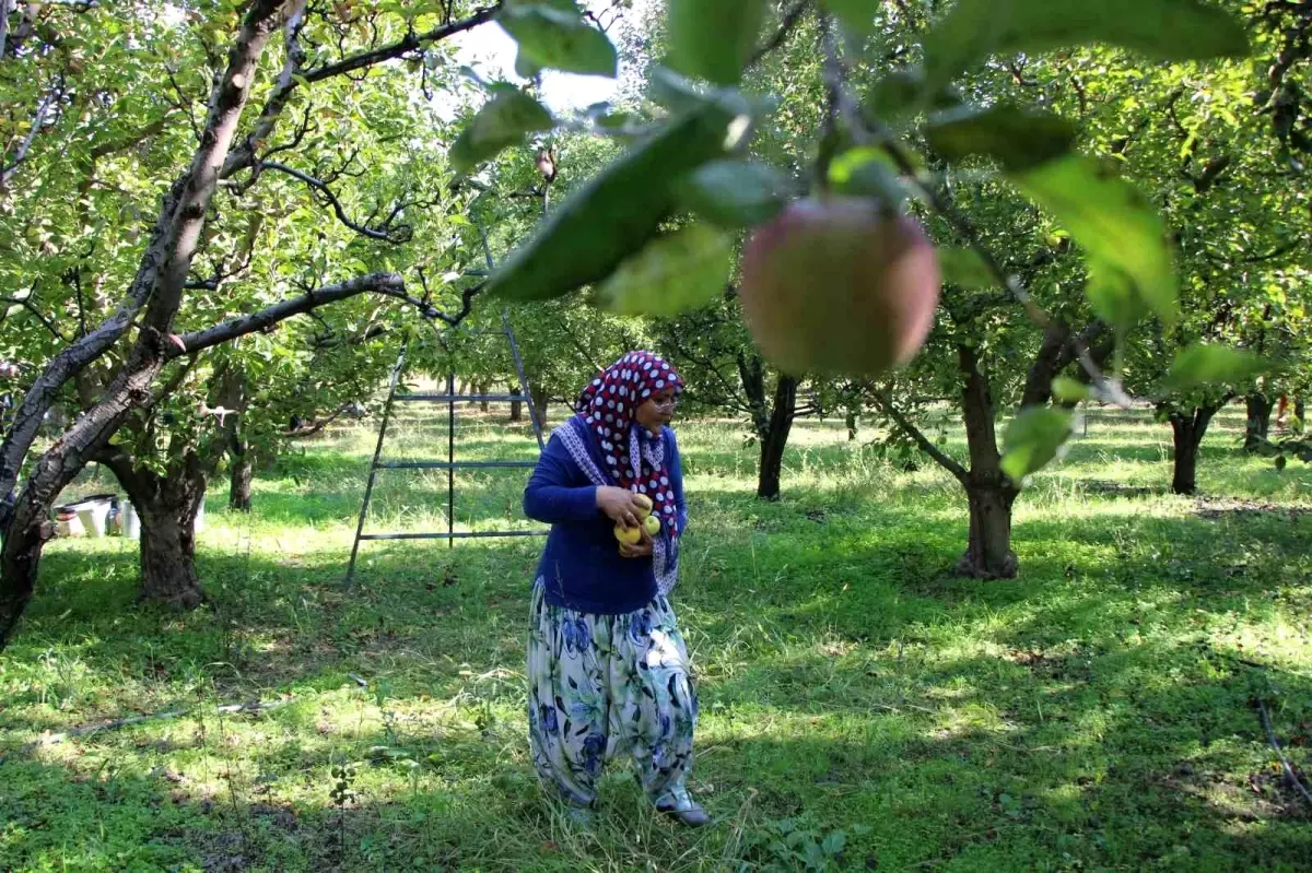 amasyada misket elma hasadi bu yil gerceklesmedi rqBzubvH