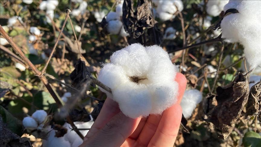 antalyanin pamugu kalitesiyle one cikiyor TGUwzfbI.jpg