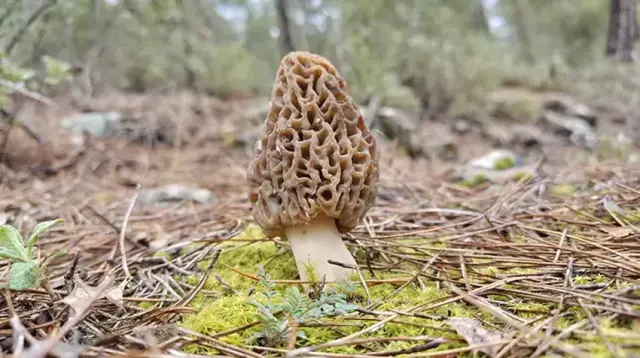 Dağlarda Altın Avı: Köylüler Kuzugöbeği Mantarını Arıyor