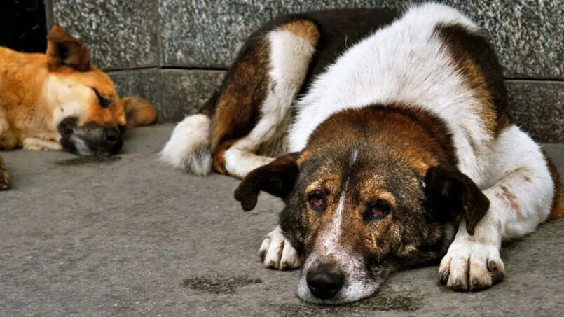 NATO Zirvesi Öncesi Sahipsiz Köpeklerin Toplanması Talebi
